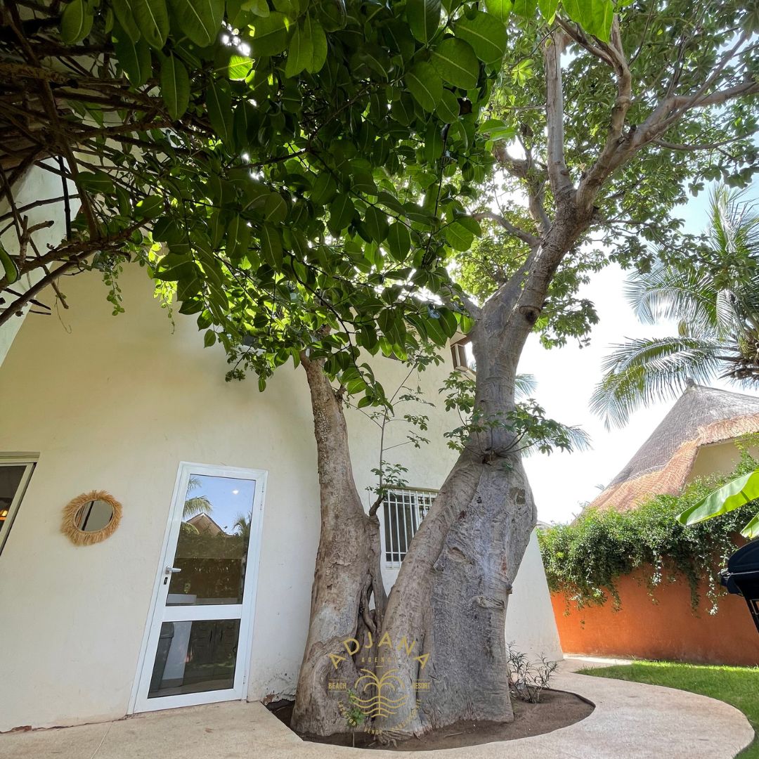 baobab Location saisonnière SALY SÉNÉGAL
